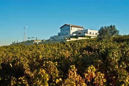 vineyards around the house